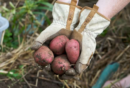 oogsten van aardappelen