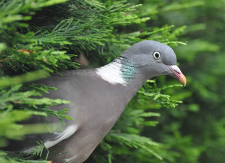 Tips salaris Ongrijpbaar Dier in de tuin: soorten duiven herkennen - Tuinadvies