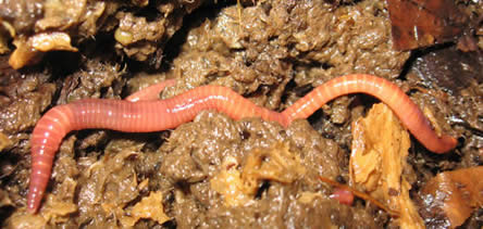 Compostwormen kweken: Eisenia fetida