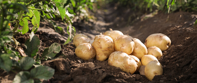 Zelf aardappelen kweken