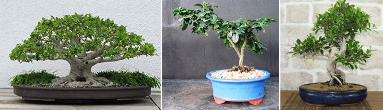 van links naar rechts: Ficus microcarpa, Ehretia buxifolia, Ficus retusa