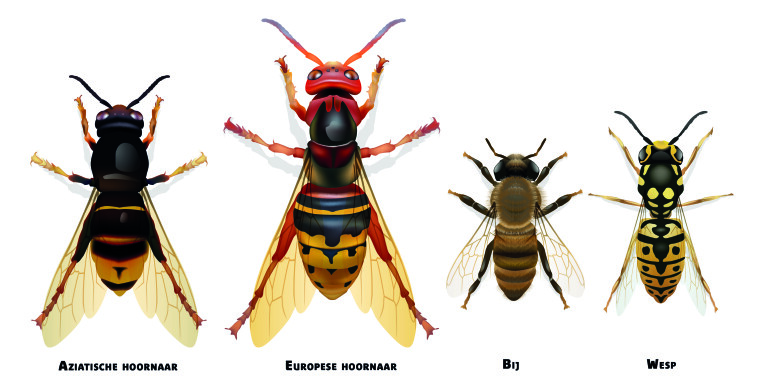 Aziatische hoornaar - Europese hoornaar - bij - wesp