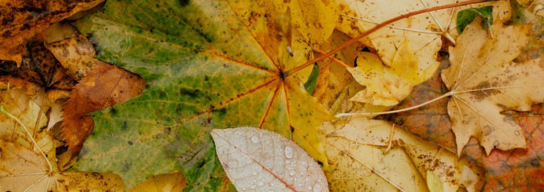 Afgevallen bladeren vormen een organische strooisellaag