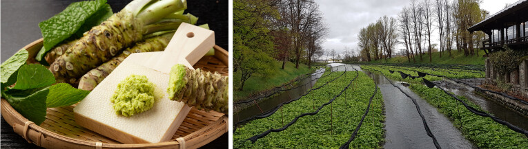 De echte wasabi wordt in Japan gekweekt