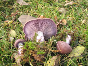 paddenstoelen in het voorjaar schijnridderzwam eetbaar