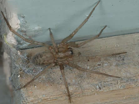 kever vrouwelijk Verhuizer Grijze huisspin of Tegenaria domestica - angst voor spinnen in huis