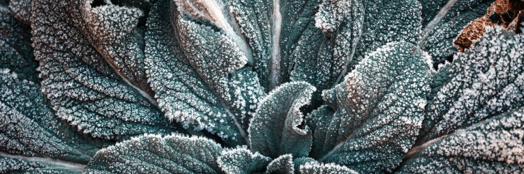Groenblijvende plant bedekt met ijs