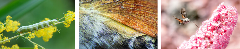 Rups van de kolibrievlinder - Beharing op de vlinder - Kolibrievlinder lokken met nectar