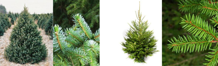 Servische spar (Picea omorika) - Groene fijnspar (Picea abies)