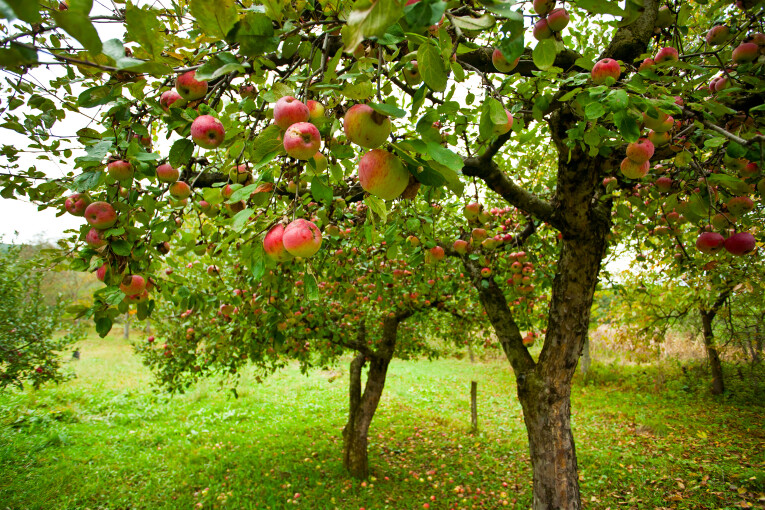 kiezen voor appelbomen