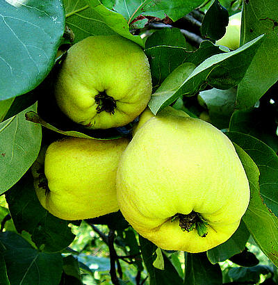 Rijpe vruchten van de kweepeer of Cydonia oblonga