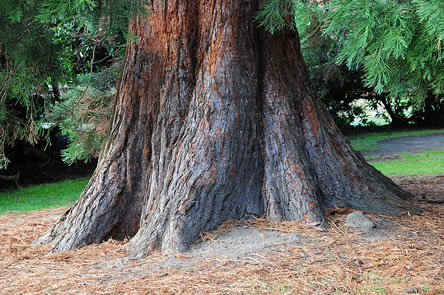 mammoetboom een van de grootste boom ter wereld