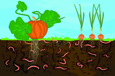 Mulchen stimuleert het bodemleven
