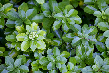 Pachysandra Pachysandra