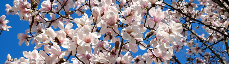 Magnolia in bloei