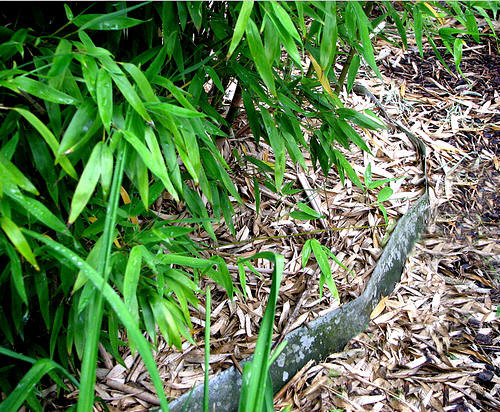 slachtoffer Zes Factureerbaar Woekerende bamboe planten - soorten - rhizoombegrenzer - snoeien -  verwijderen bamboe