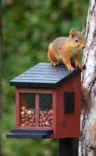 eekhoorns voederen - zoogdieren in de tuin