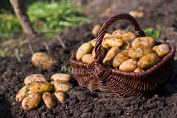 april aardappelen planten