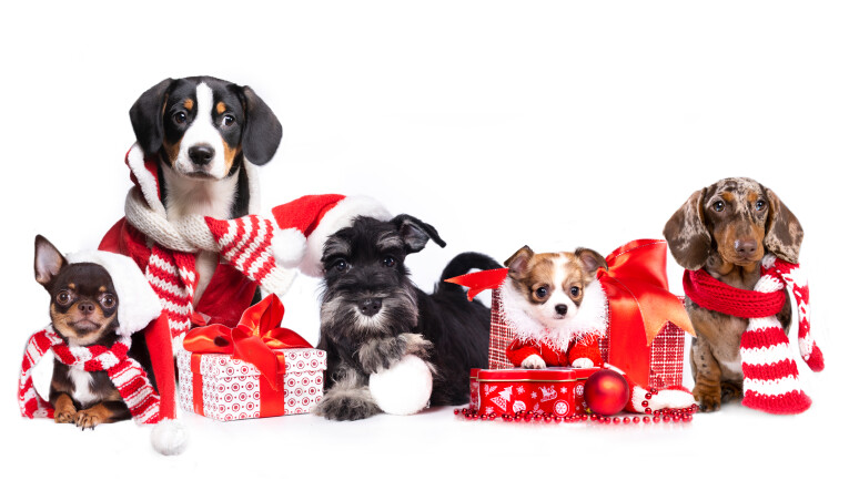 Vijf originele kerstcadeautjes voor jouw huisdier!