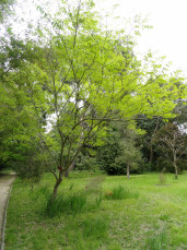 De zeepnotenboom De zeepnotenboom
