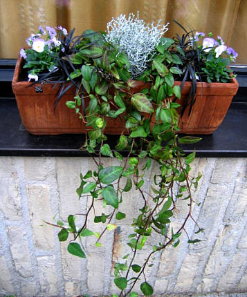Rechtsaf Christian Doen Bloembakken opvullen met winterharde planten - winterbloembakken beplanten  voor vensterbank