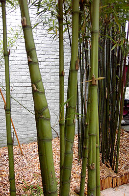 Verhoog jezelf Vriendin als Woekerende bamboe planten - soorten - rhizoombegrenzer - snoeien -  verwijderen bamboe