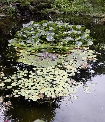 Waterplanten planten: soorten waterplanten en het planten van de waterlelie