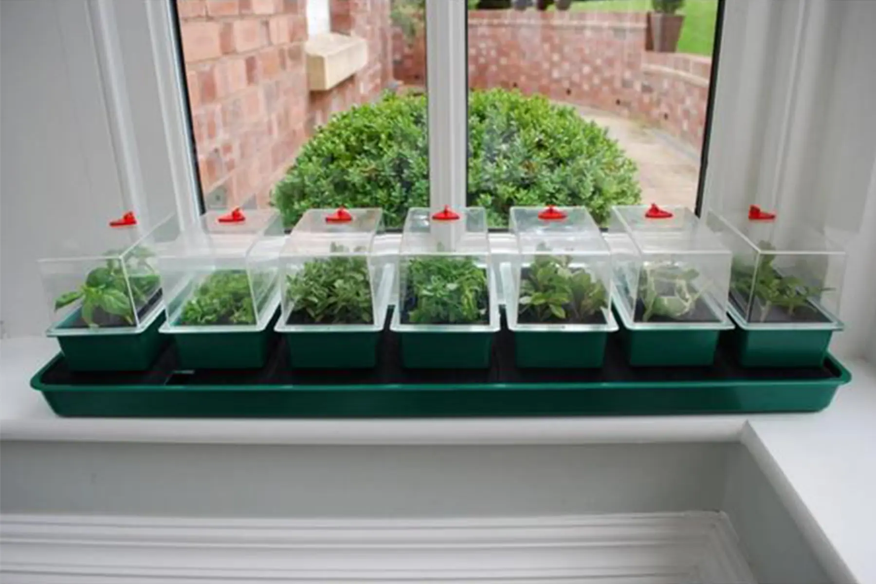 COM-FOUR® 2x binnenkas, uitrusting voor het kweken van planten, kweekpot met deksel, stabiel en veerkrachtig ontwerp (2 indoor kas - groen COM-FOUR® 2x binnenkas, uitrusting voor het kweken van planten, kweekpot met deksel, stabiel en veerkrachtig ontwerp (2 indoor kas - groen
