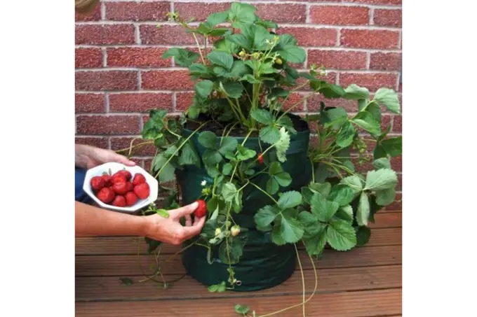 Bonsai Kweekset - Startset voor het Kweken van Bonsai Bomen met Keramische Pot en Bonsai Kweekset - Startset voor het Kweken van Bonsai Bomen met Keramische Pot en