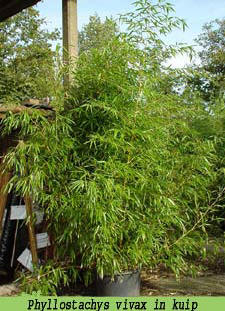 Diplomatie koffie Dankzegging Bamboe planten als kuipplant voor op het terras of balkon - geschikte niet  woekerende soorten bamboe voor in kuipen