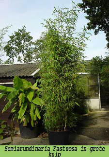 Assimileren Filosofisch Vesting Bamboe planten als kuipplant voor op het terras of balkon - geschikte niet  woekerende soorten bamboe voor in kuipen