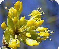 bloemen van de cornus mas