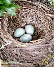 een vrolijke vogel die vaak in de tuin vertoeft: voedsel, nest,...