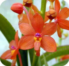 orchidee ascocentrum kweken