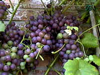 Zomersnoei bij druiven
