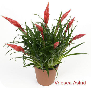 Astrid: kamerplant Vriesea verzorgen scheuten en pijlvormige bloemen