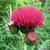 Cirsium rivulare 'Atropurpureum'