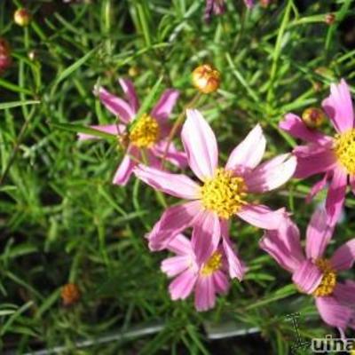 Meisjesogen - Coreopsis rosea 'American Dream'