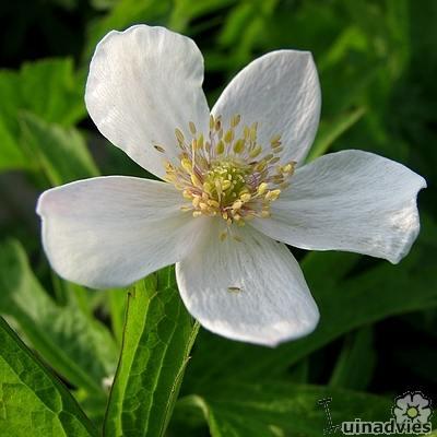 Canadese anemoon - Anemone canadensis