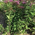 Vernonia gigantea - Vernonia