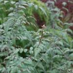 Rubus thibetanus `Silver Fern` - Sierbraam