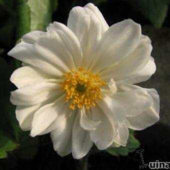 Anemone hybrida 'Whirlwind'