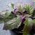 Gynura aurantiaca 'Purple Passion'