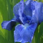 Iris pumila - Zwaardlelie