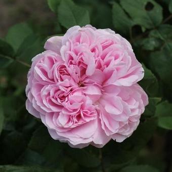 Rosa 'Marquise Boccella'
