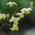 Epimedium x versicolor  'Sulphureum'
