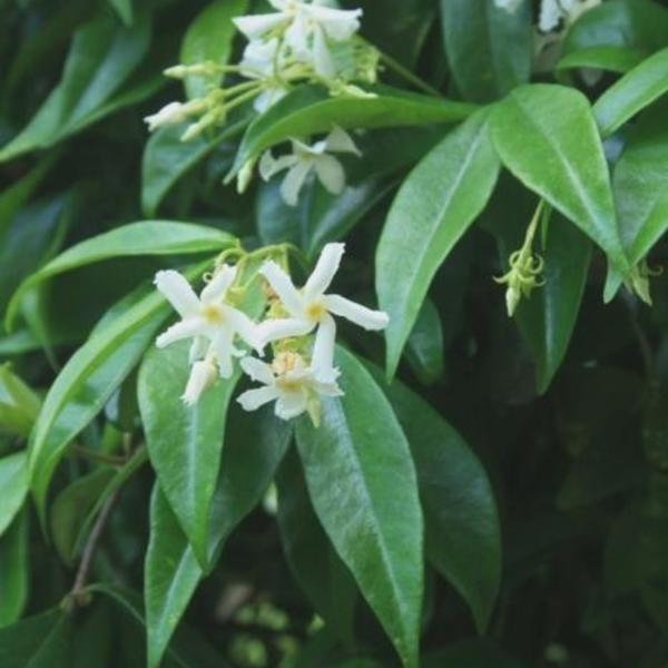Toscaanse Jasmijn,Sterjasmijn - Trachelospermum jasminoides