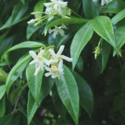 Trachelospermum jasminoides - Toscaanse Jasmijn,Sterjasmijn