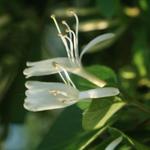 Lonicera japonica 'Halliana' - Japanse kamperfoelie