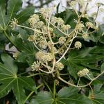 Fatsia japonica - Vingerplant